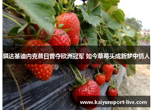 骐达基迪内克昔日曾夺欧洲冠军 如今草莓头成新梦中情人